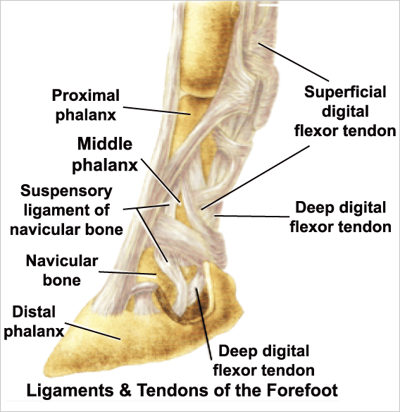 Iconoclast rehabilitation horse outlet boots